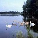 Лебеди